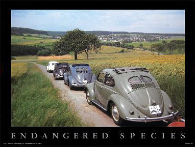 Endangered Species 18×24 Split Window Poster